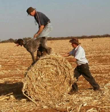 Danie_Deon_12_043r(1)(1)